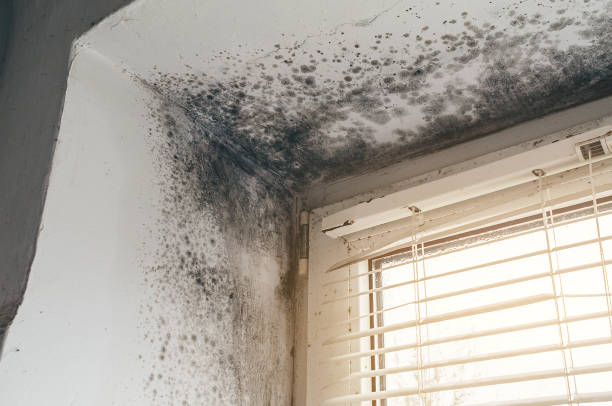 Affordable Mold Inspection And Testing solutions in Chevy Chase, MD